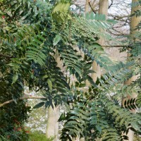 Oregon grape